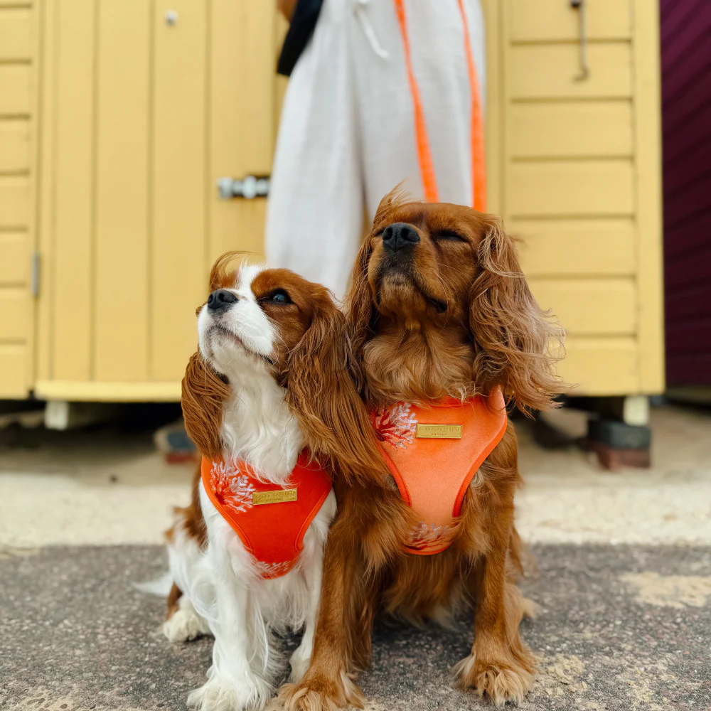 Luxe Velvet Adjustable Neck HARNESS- Coral Core - Image 18