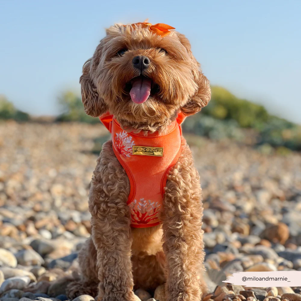 Luxe Velvet Adjustable Neck HARNESS- Coral Core - Image 19