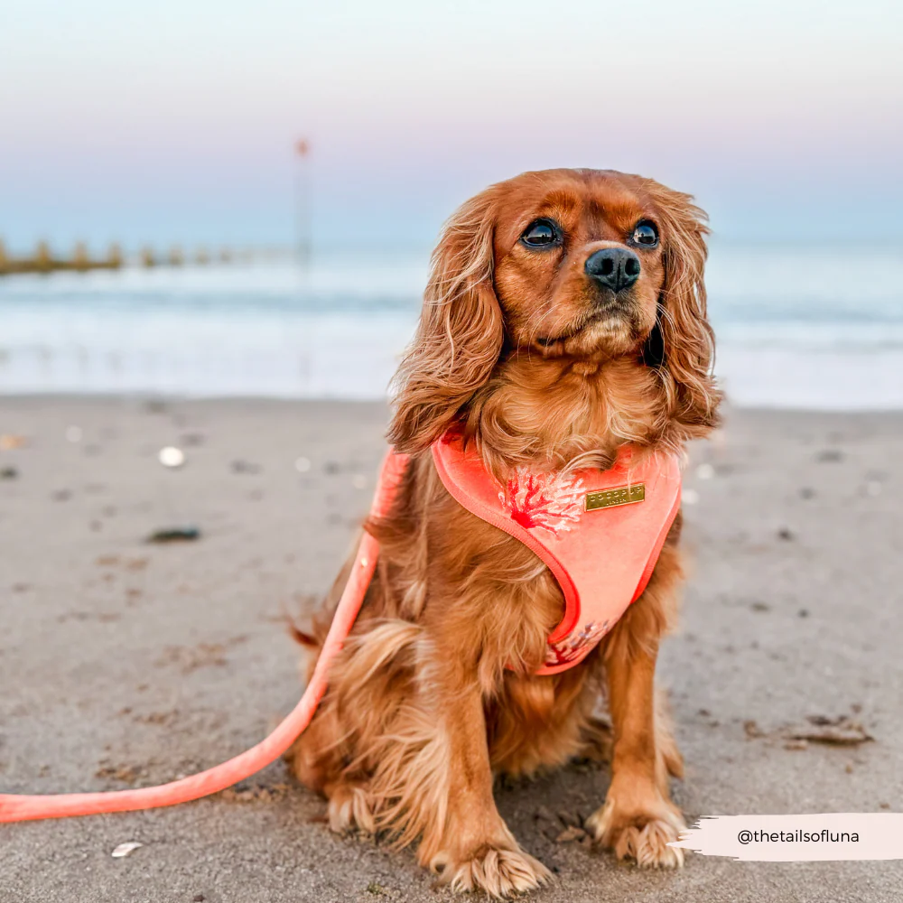 Luxe Velvet Adjustable Neck HARNESS- Coral Core - Image 22