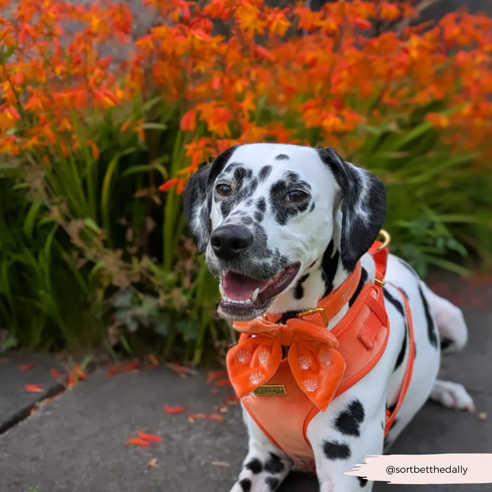 Luxe Velvet Adjustable Neck HARNESS- Coral Core - Image 23
