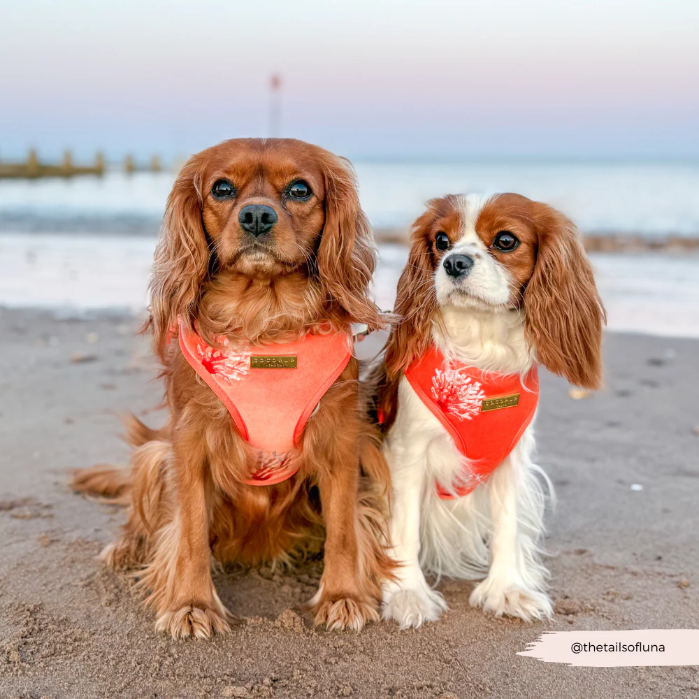 Luxe Velvet Adjustable Neck HARNESS- Coral Core - Image 8