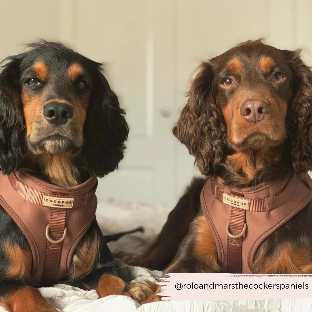 NAKD Adjustable Neck Harness - Brownie - Image 12