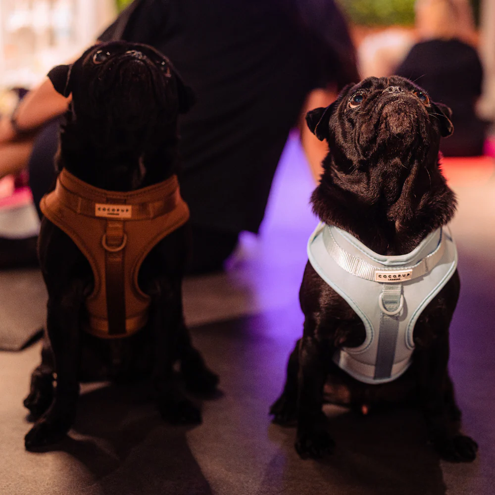 NAKD Adjustable Neck Harness - Brownie - Image 6