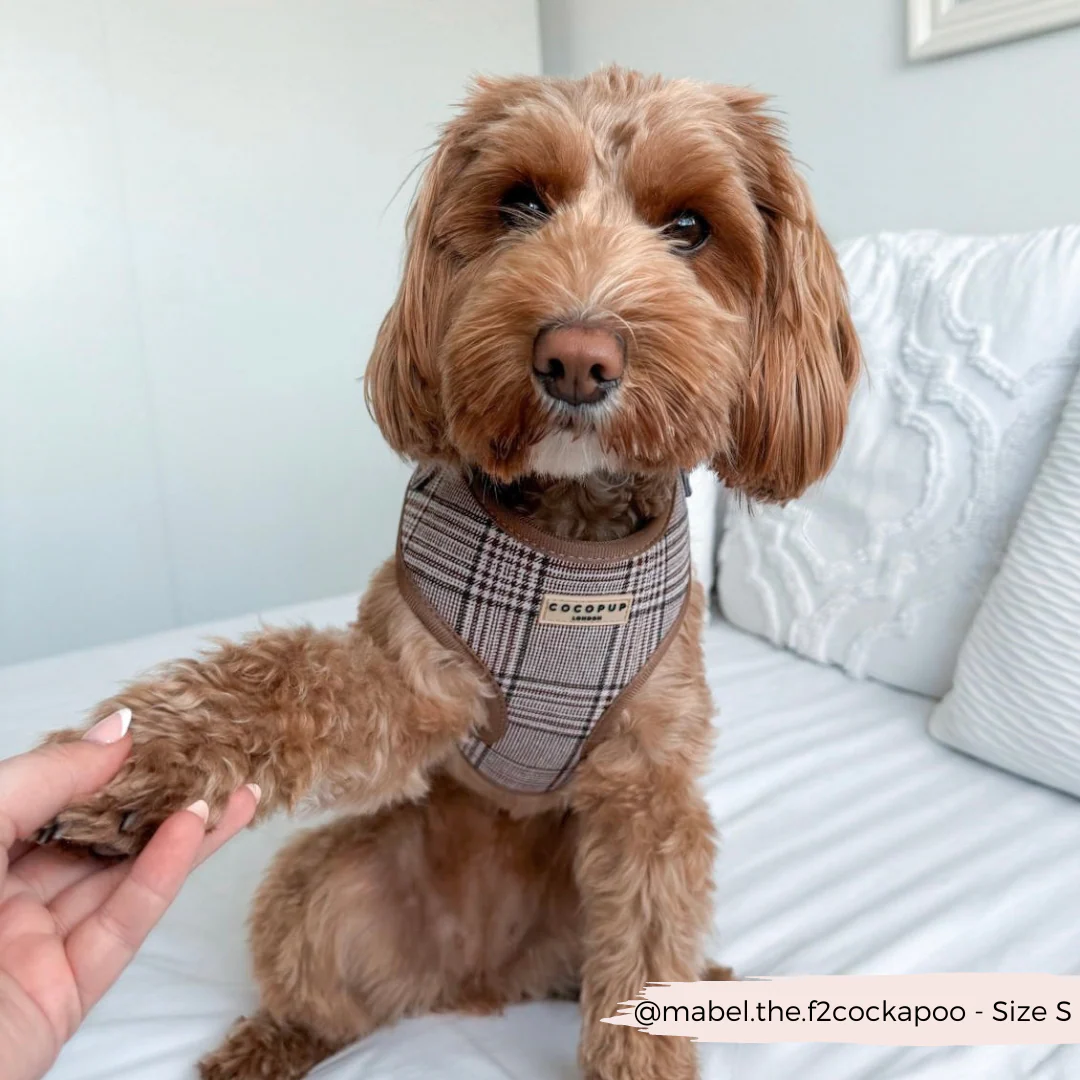 Pup Plaid Adjustable Neck HARNESS - Image 13