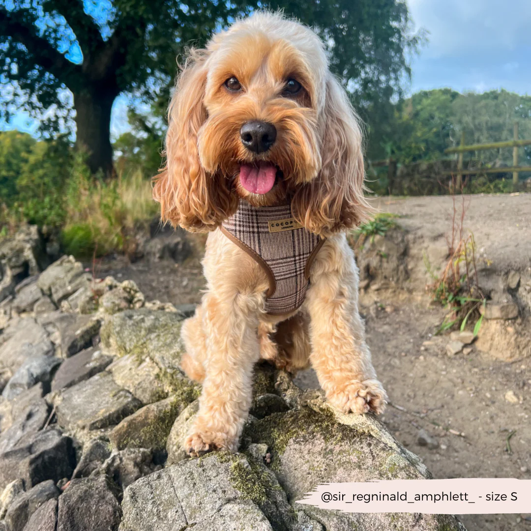 Pup Plaid Adjustable Neck HARNESS - Image 16