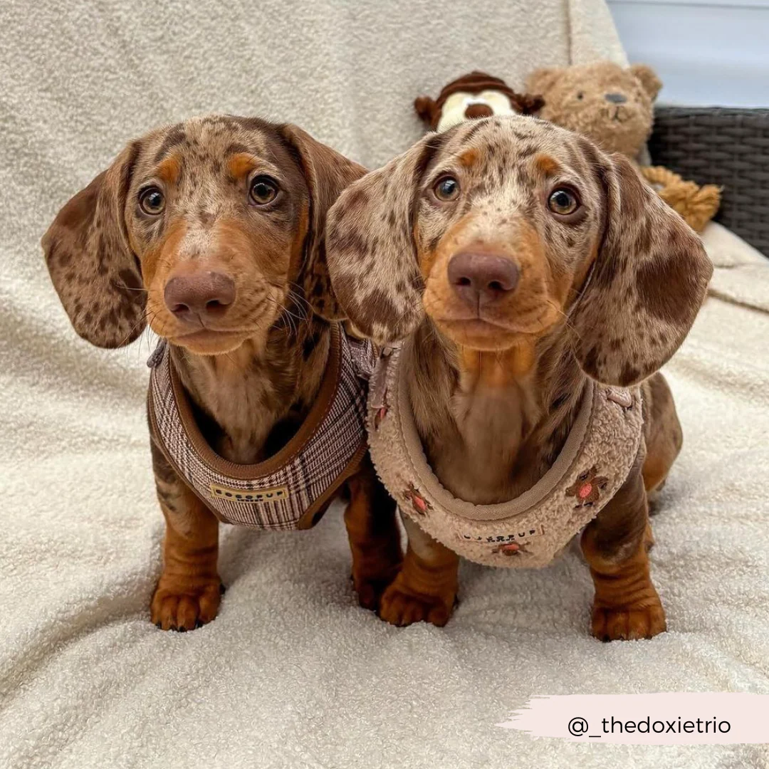 Pup Plaid Adjustable Neck HARNESS - Image 23