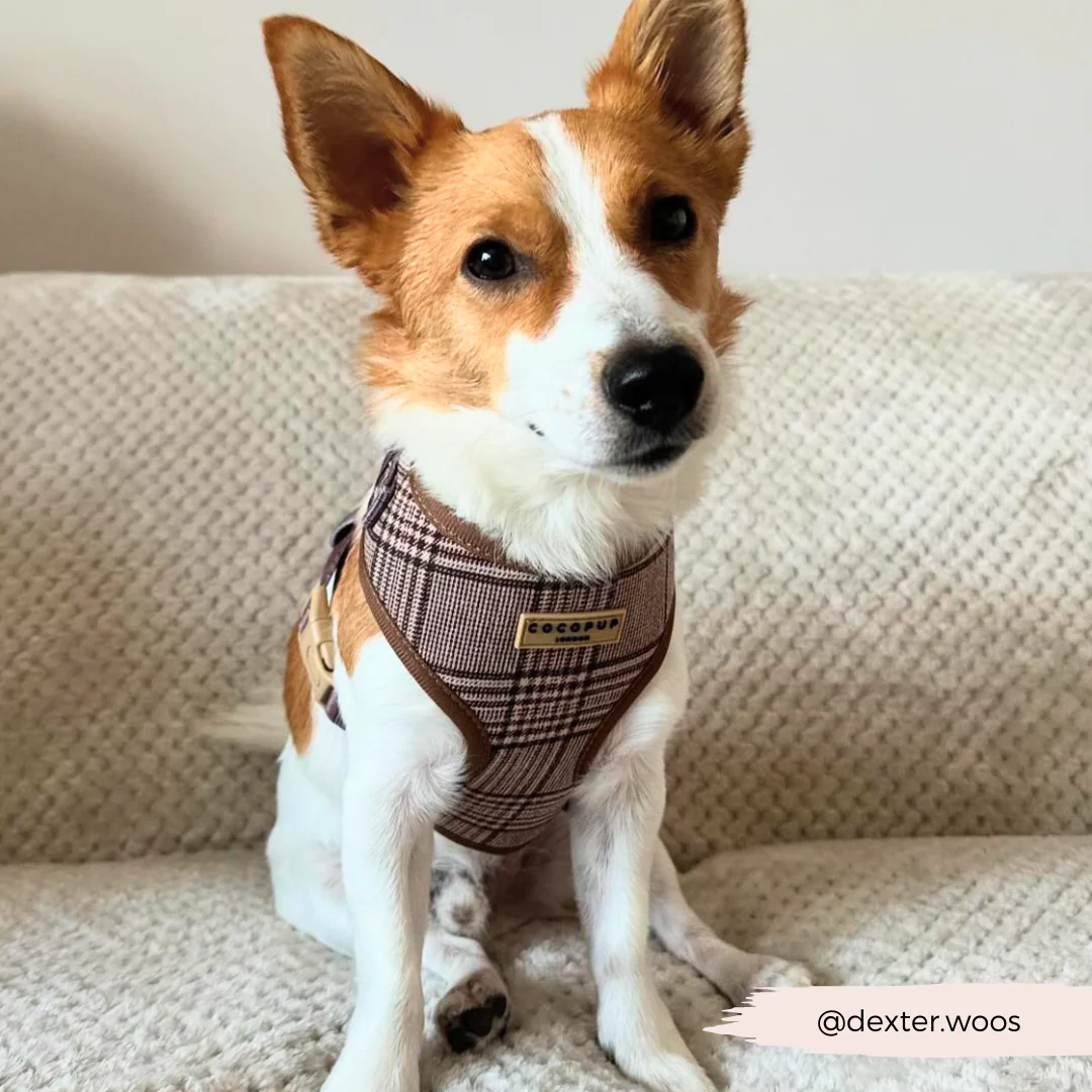 Pup Plaid Adjustable Neck HARNESS - Image 24