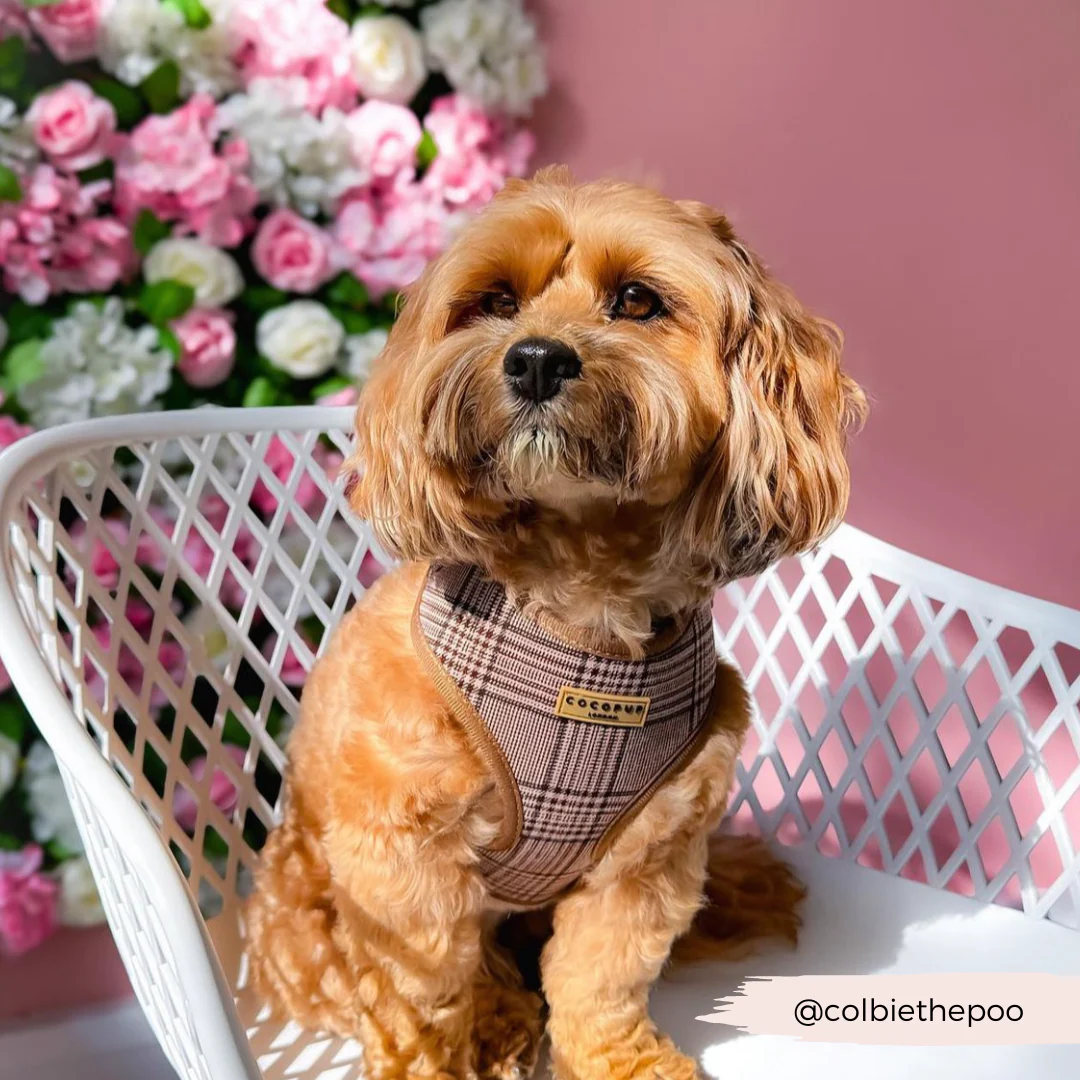 Pup Plaid Adjustable Neck HARNESS - Image 29