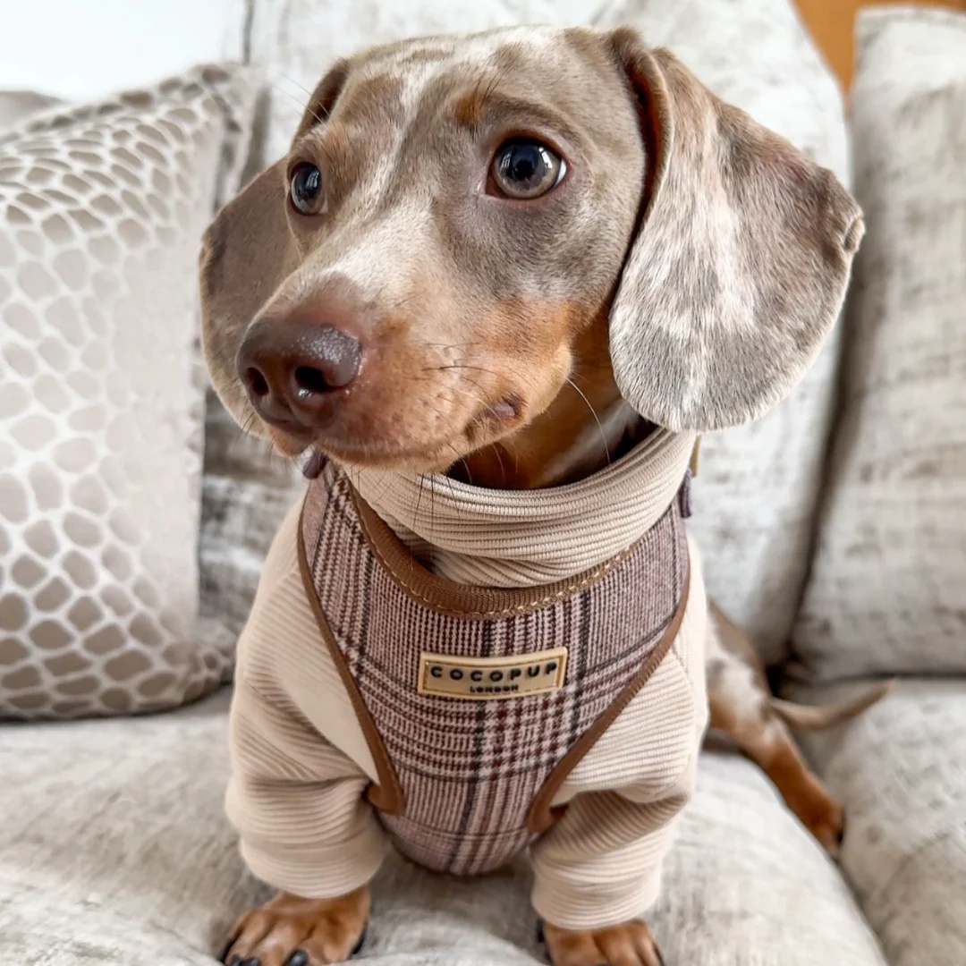 Pup Plaid Adjustable Neck HARNESS - Image 33