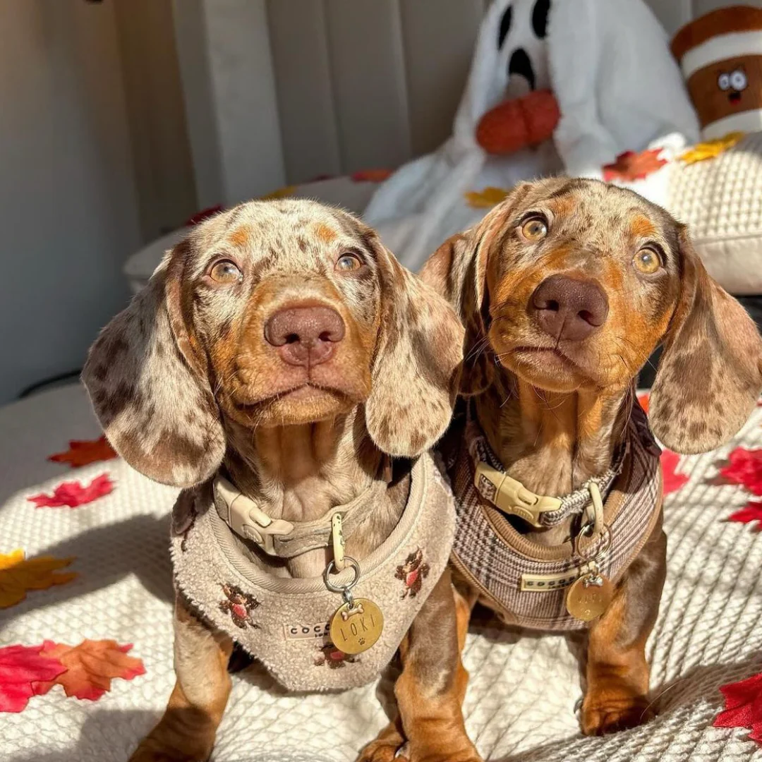 Pup Plaid Adjustable Neck HARNESS - Image 34