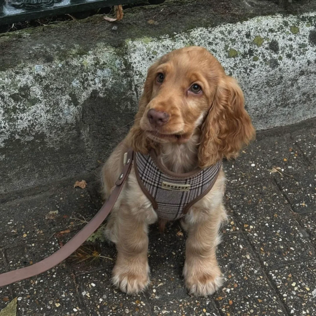 Pup Plaid Adjustable Neck HARNESS - Image 35