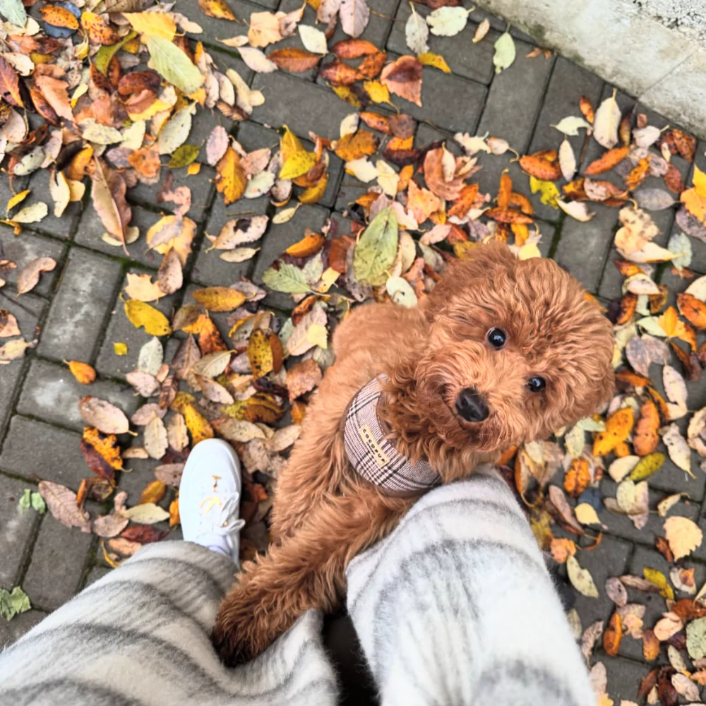 Pup Plaid Adjustable Neck HARNESS - Image 37