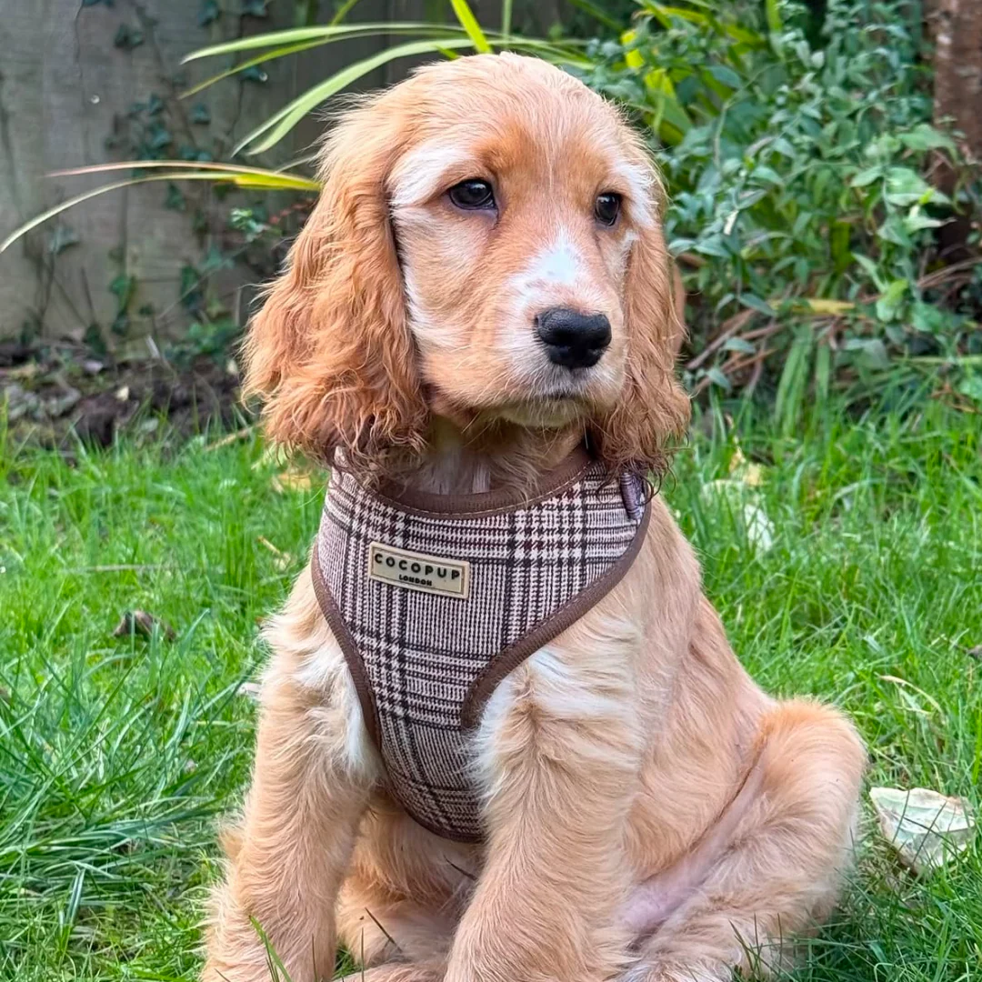 Pup Plaid Adjustable Neck HARNESS - Image 38