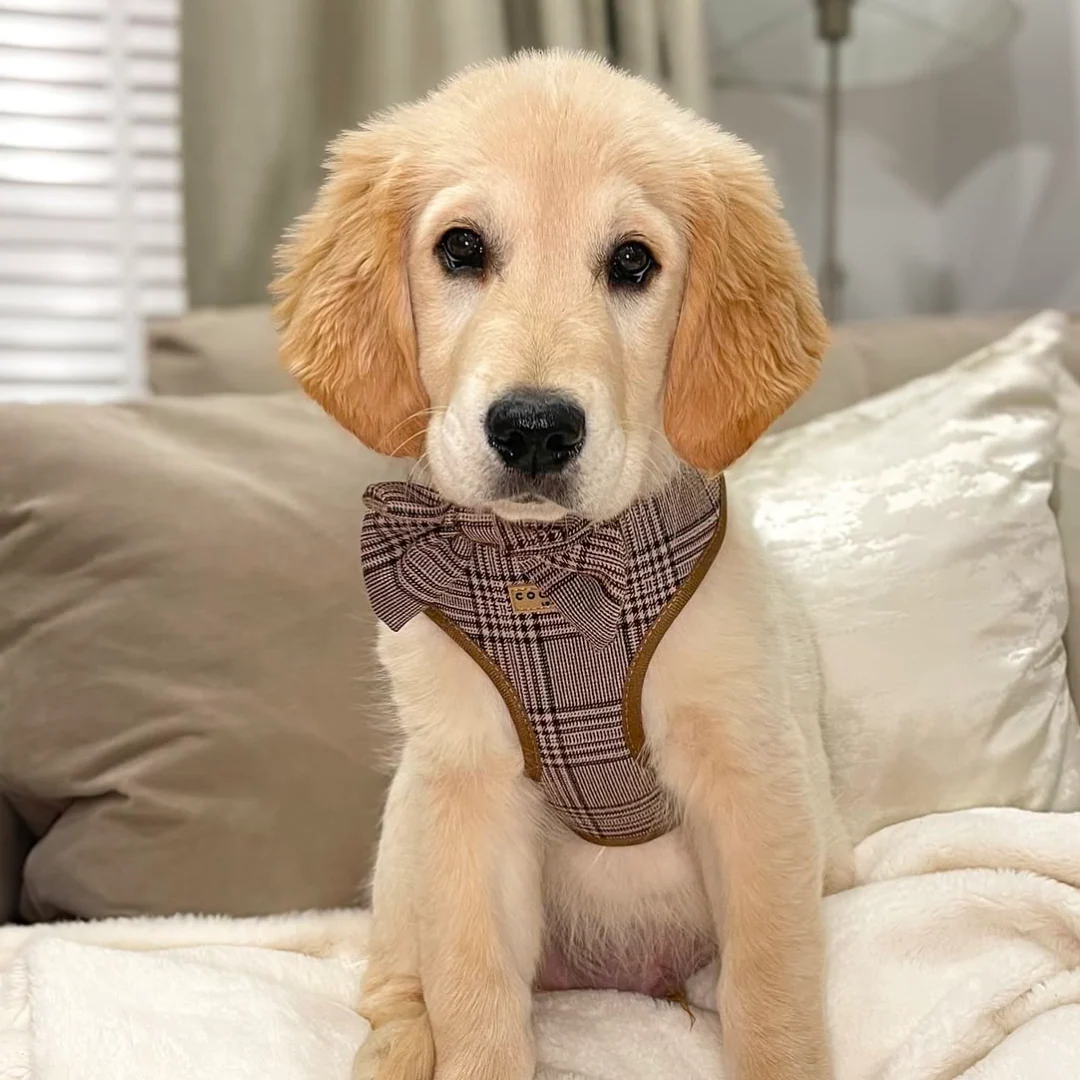 Pup Plaid Adjustable Neck HARNESS - Image 39