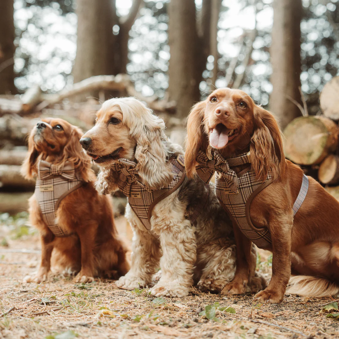 Pup Plaid Adjustable Neck HARNESS - Image 9