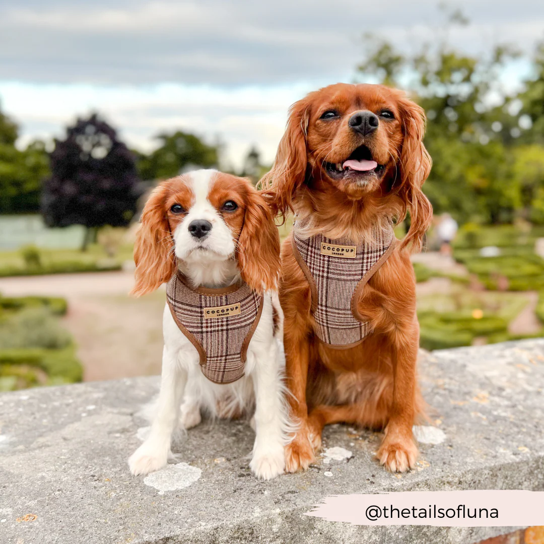 Pup Plaid Adjustable Neck HARNESS - Image 21