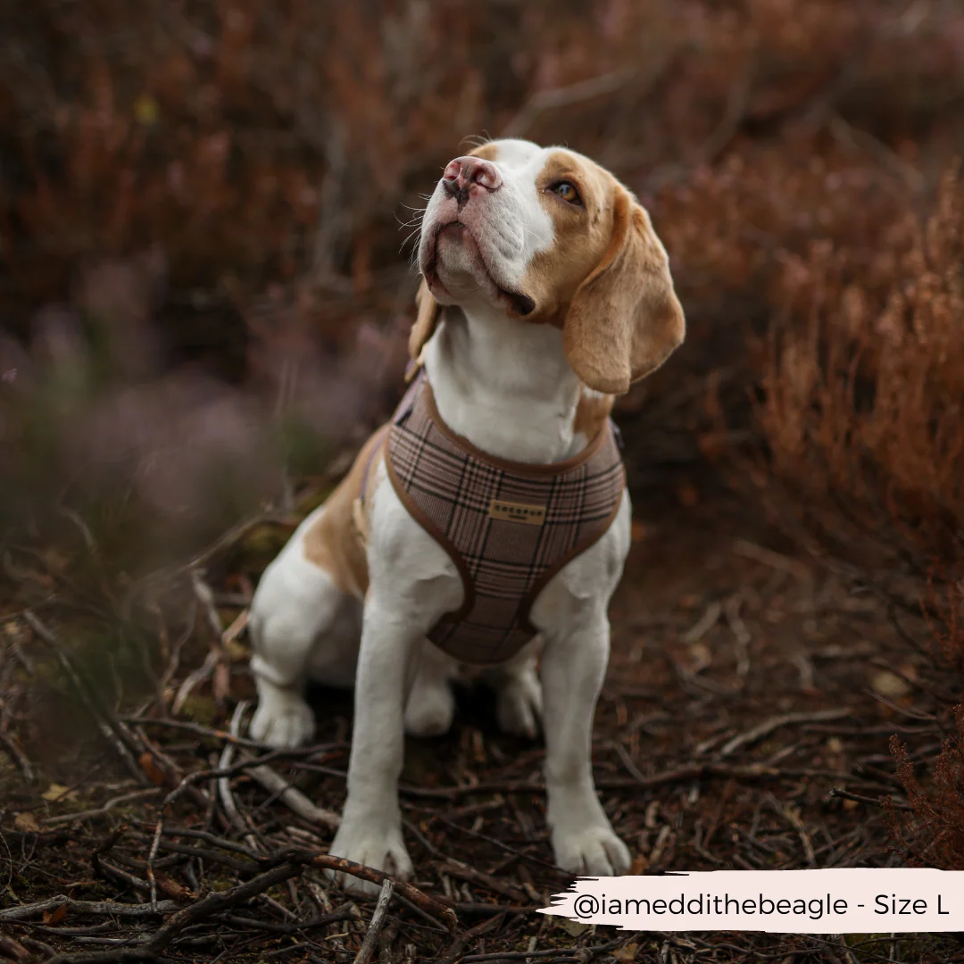 Pup Plaid Adjustable Neck HARNESS - Image 17