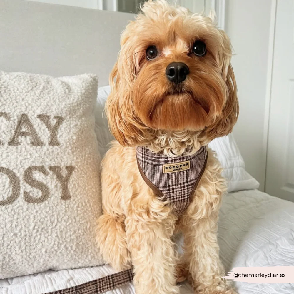 Pup Plaid Adjustable Neck HARNESS - Image 40