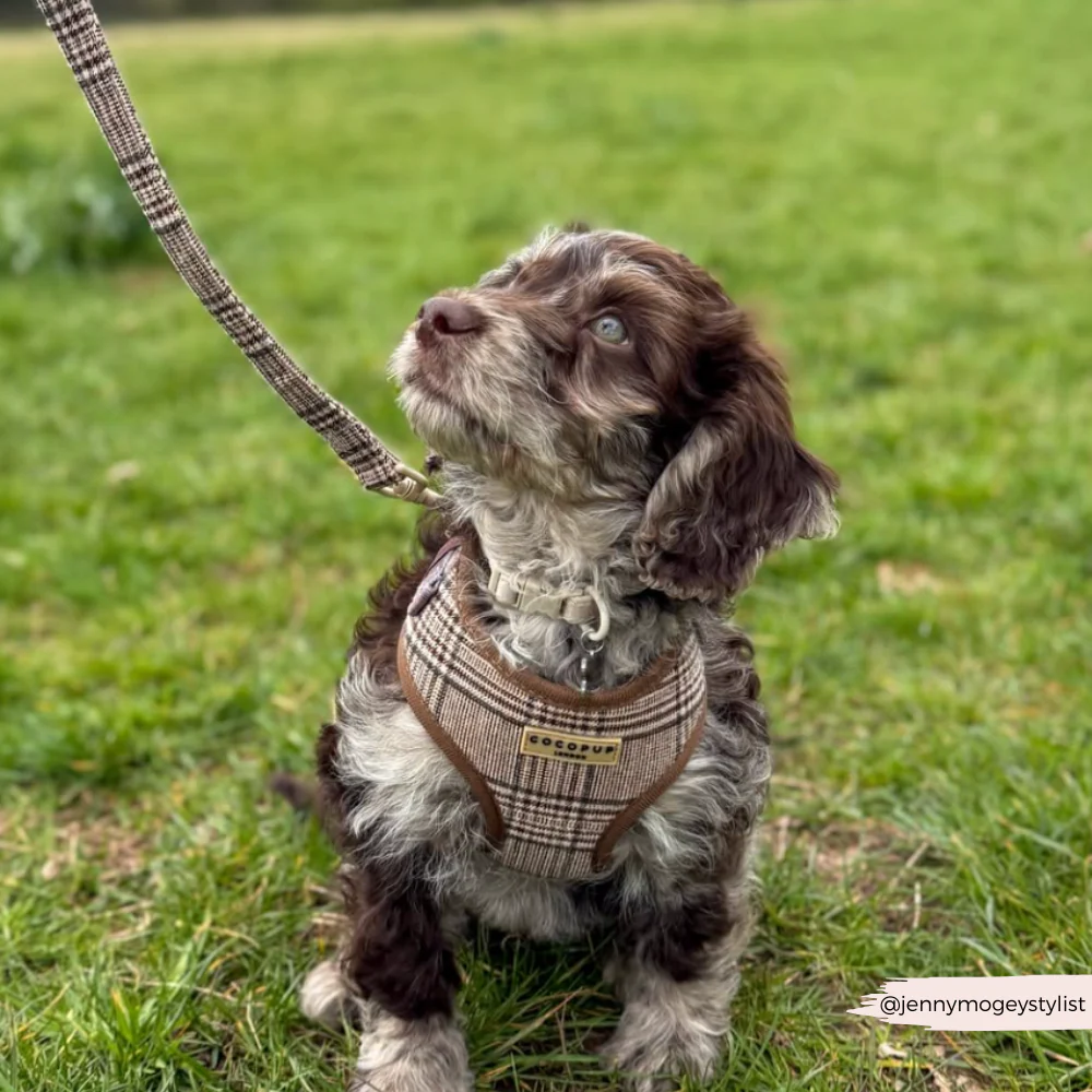 Pup Plaid Adjustable Neck HARNESS - Image 41