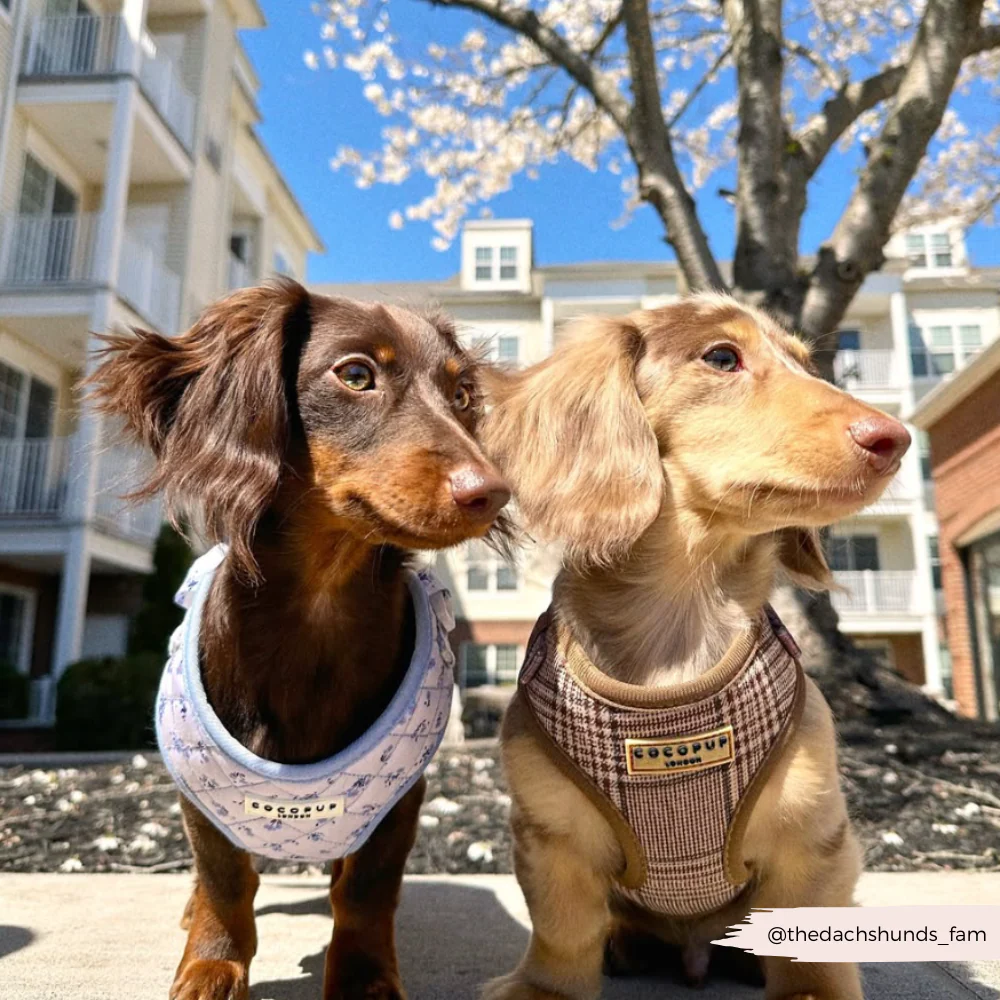 Pup Plaid Adjustable Neck HARNESS - Image 42