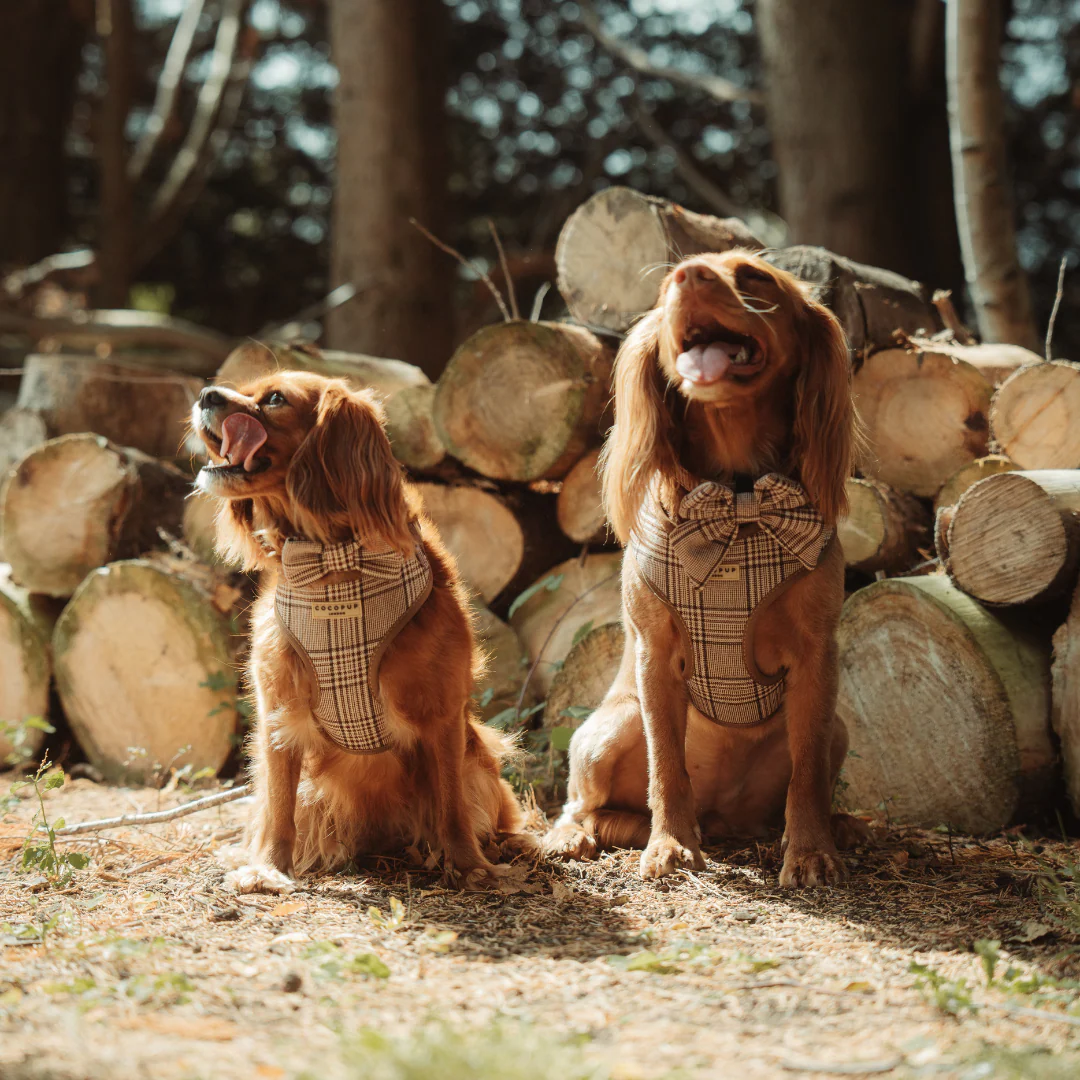 Pup Plaid Bow Tie - Image 5