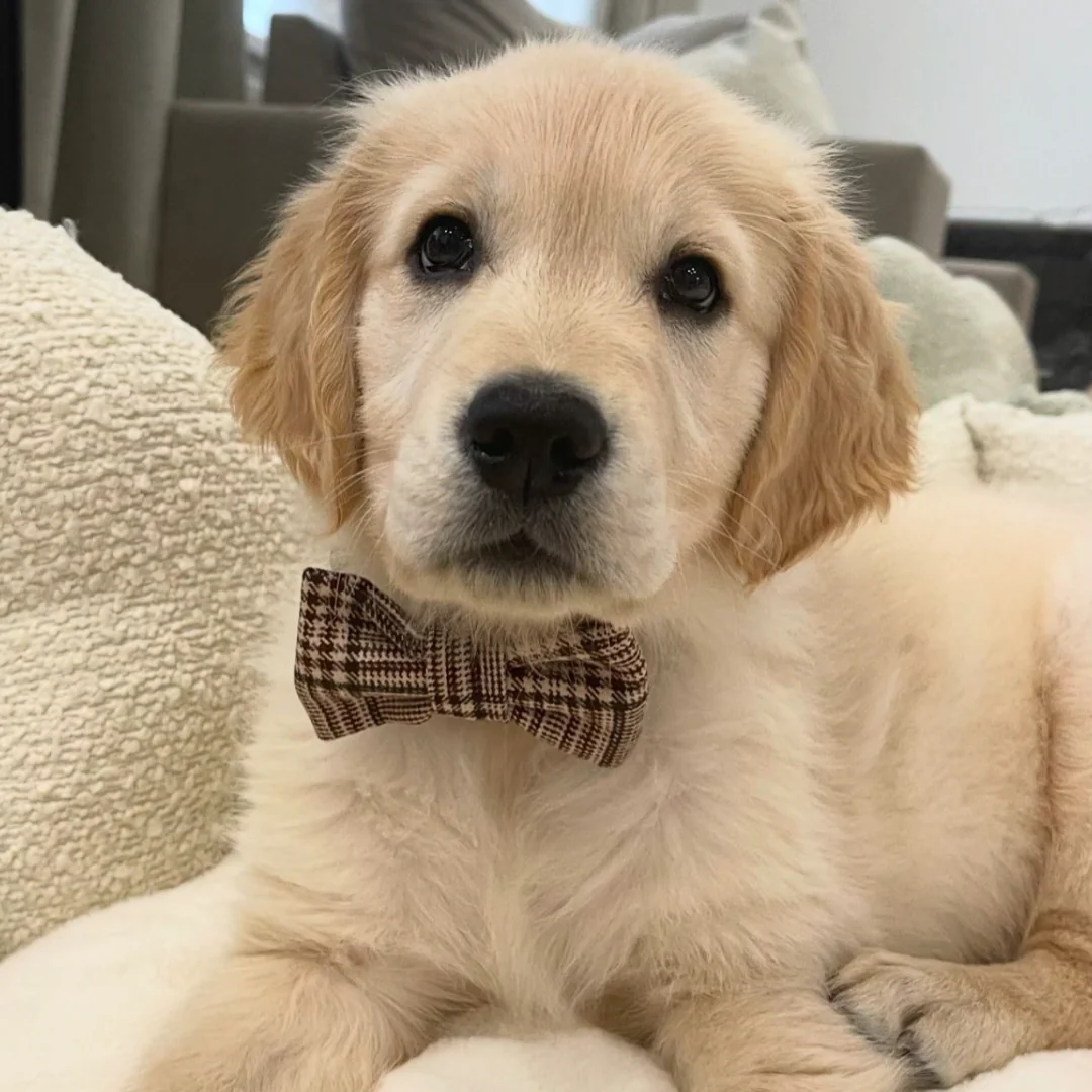 Pup Plaid Bow Tie - Image 6