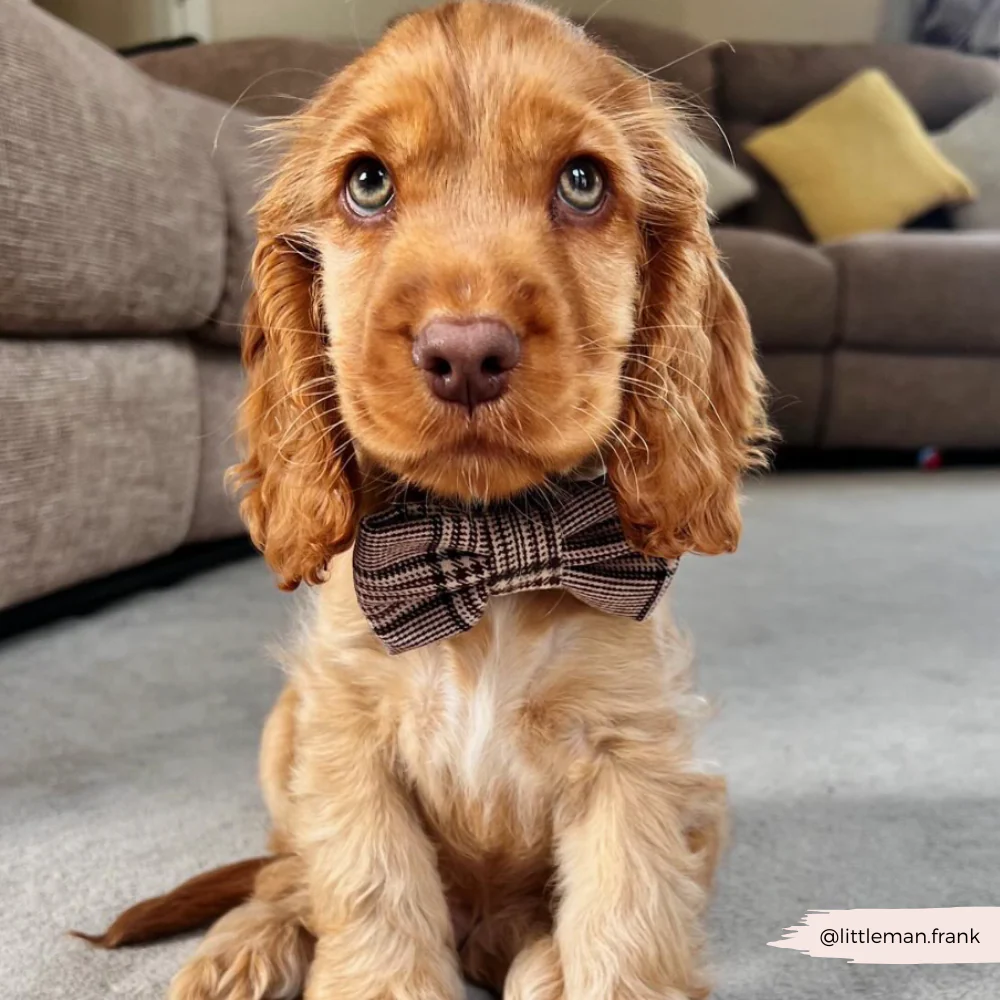 Pup Plaid Bow Tie - Image 7