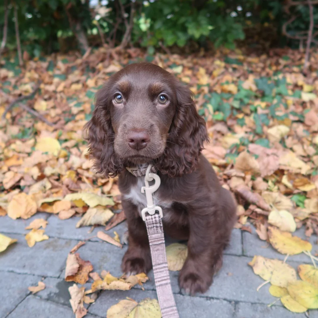 Pup Plaid Lead - Image 4