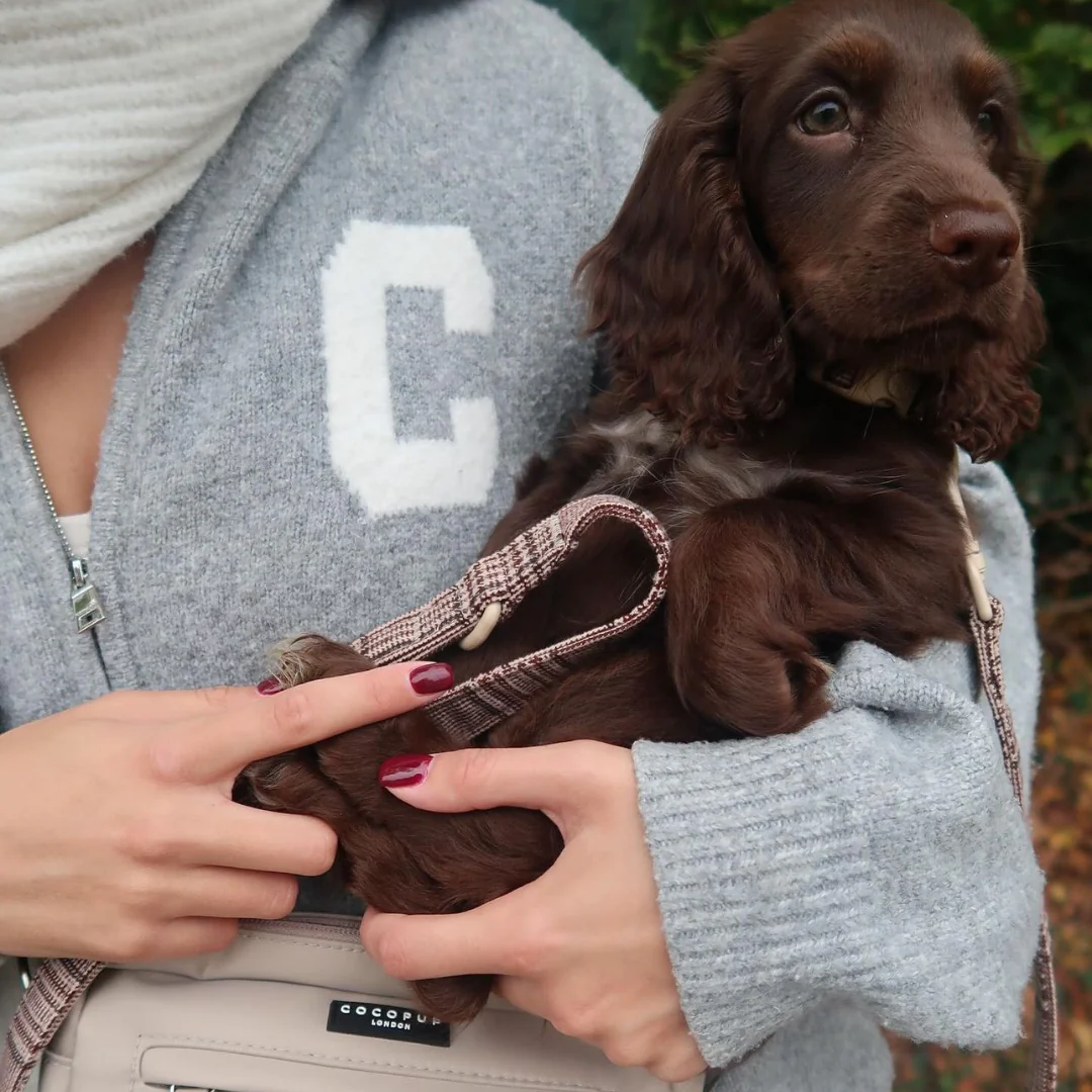 Pup Plaid Lead - Image 5