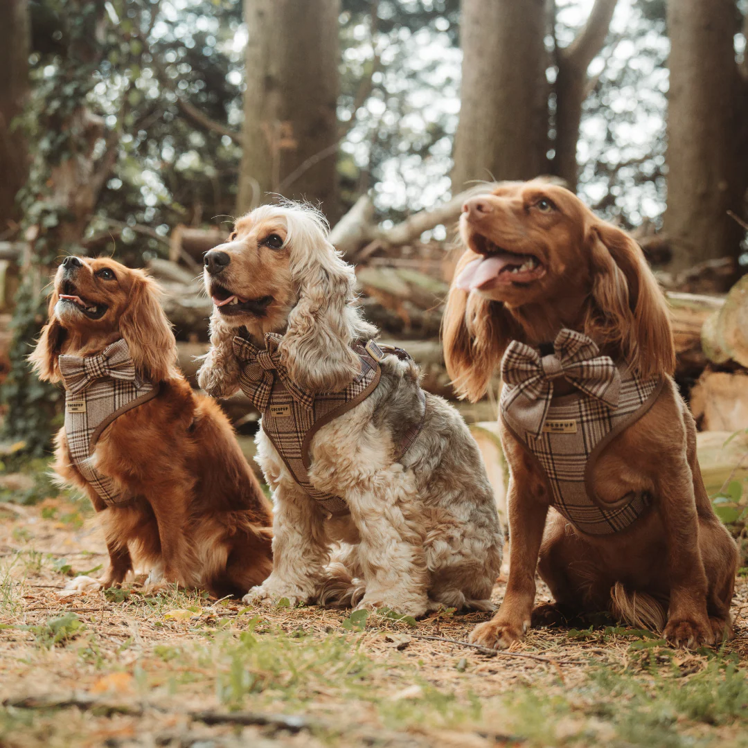 Pup Plaid Sailor Bow Tie - Image 6