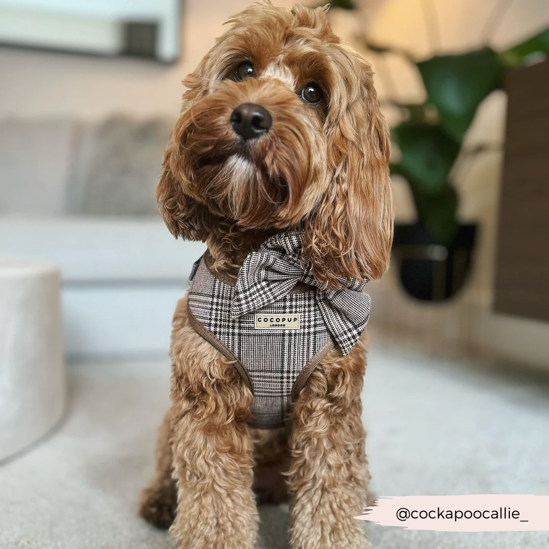 Pup Plaid Sailor Bow Tie - Image 9