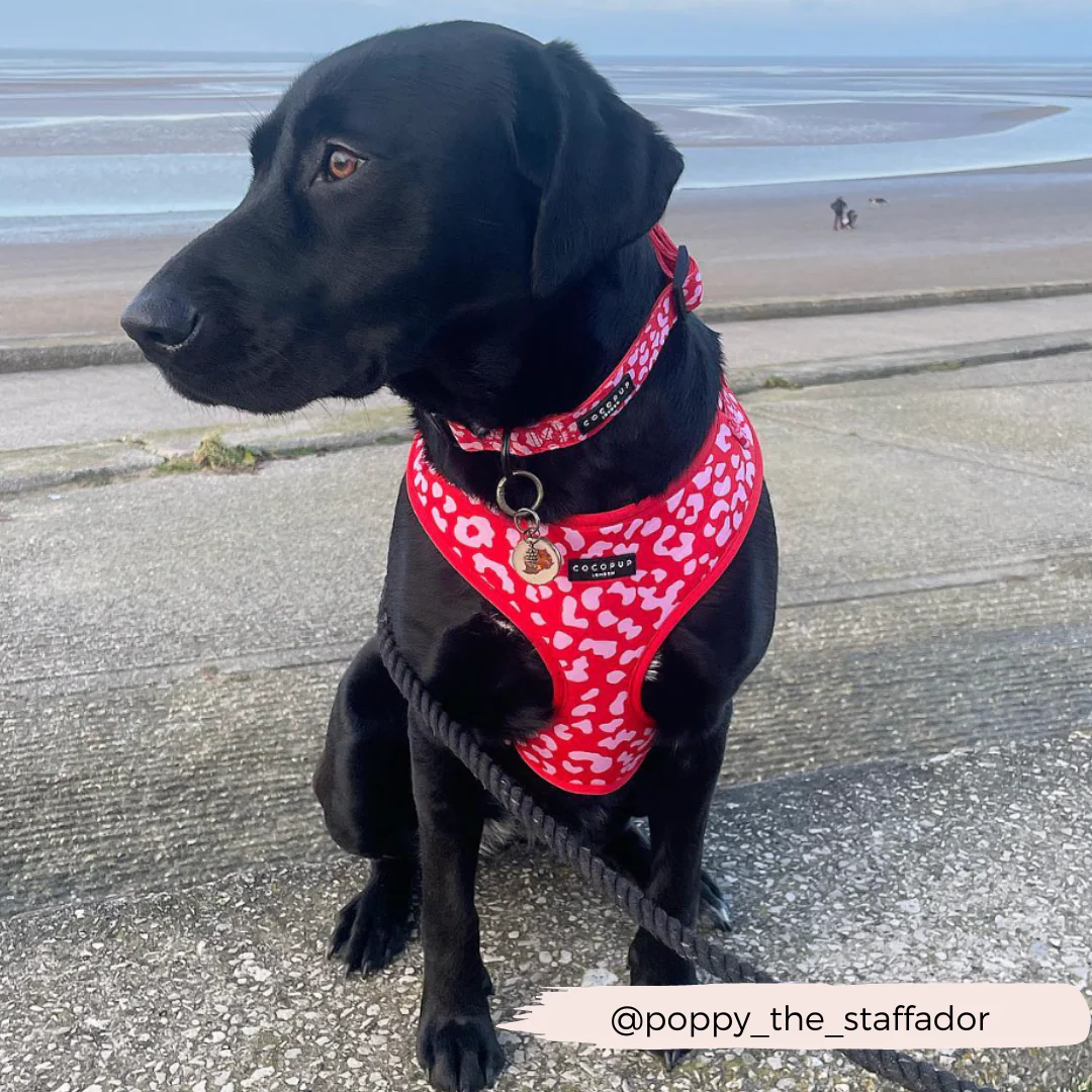 Red & Pink Leopard Adjustable Neck HARNESS - Image 16