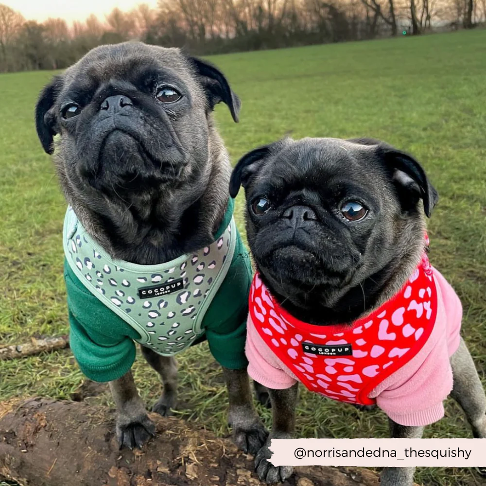 Red & Pink Leopard Adjustable Neck HARNESS - Image 17