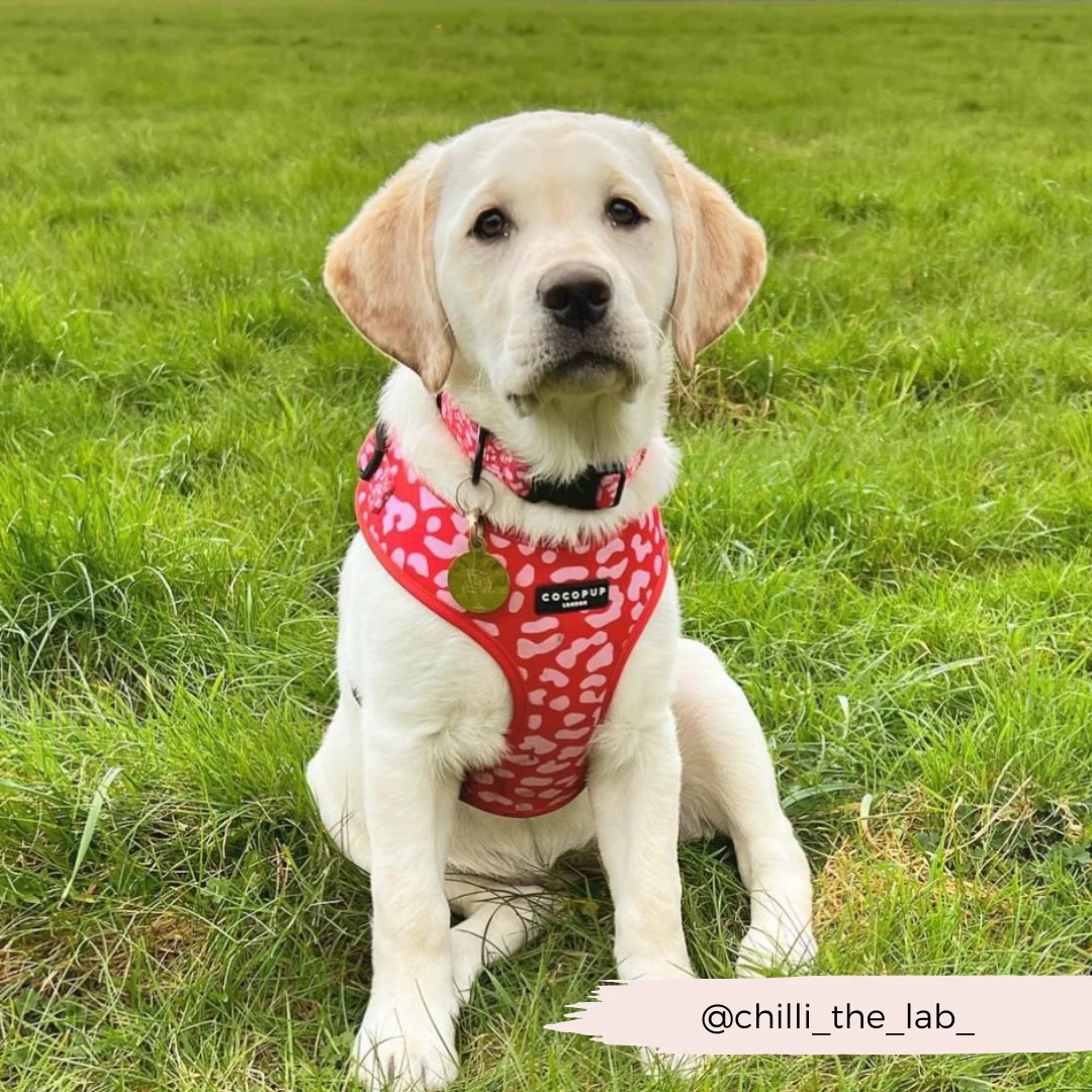 Red & Pink Leopard Adjustable Neck HARNESS - Image 20