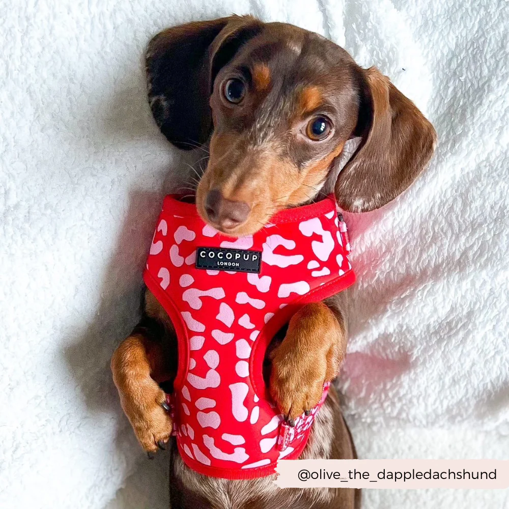 Red & Pink Leopard Adjustable Neck HARNESS - Image 6