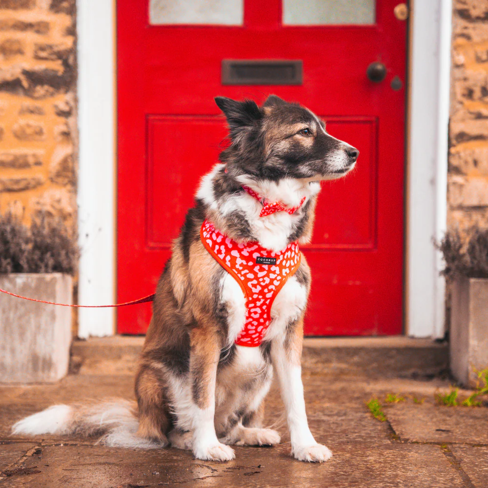 Red & Pink Leopard Adjustable Neck HARNESS - Image 7