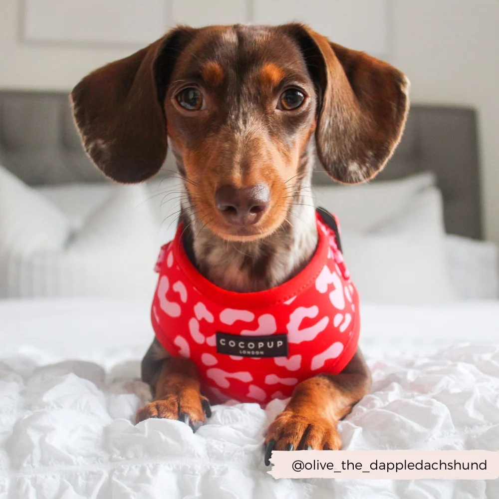 Red & Pink Leopard Adjustable Neck HARNESS - Image 9