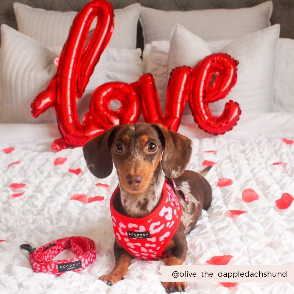 Red & Pink Leopard Lead - Image 4