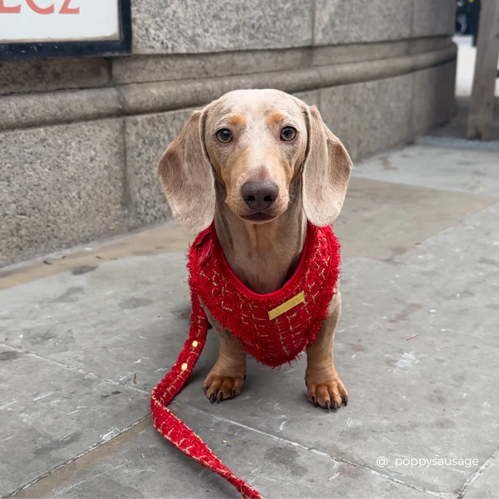 Red Textured Tweed Adjustable Neck HARNESS - Image 4