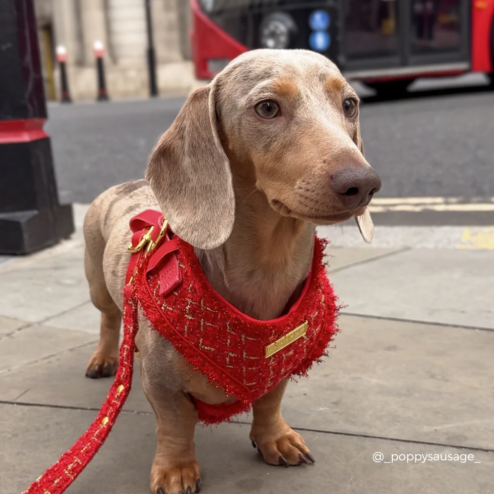 Red Textured Tweed Adjustable Neck HARNESS - Image 7