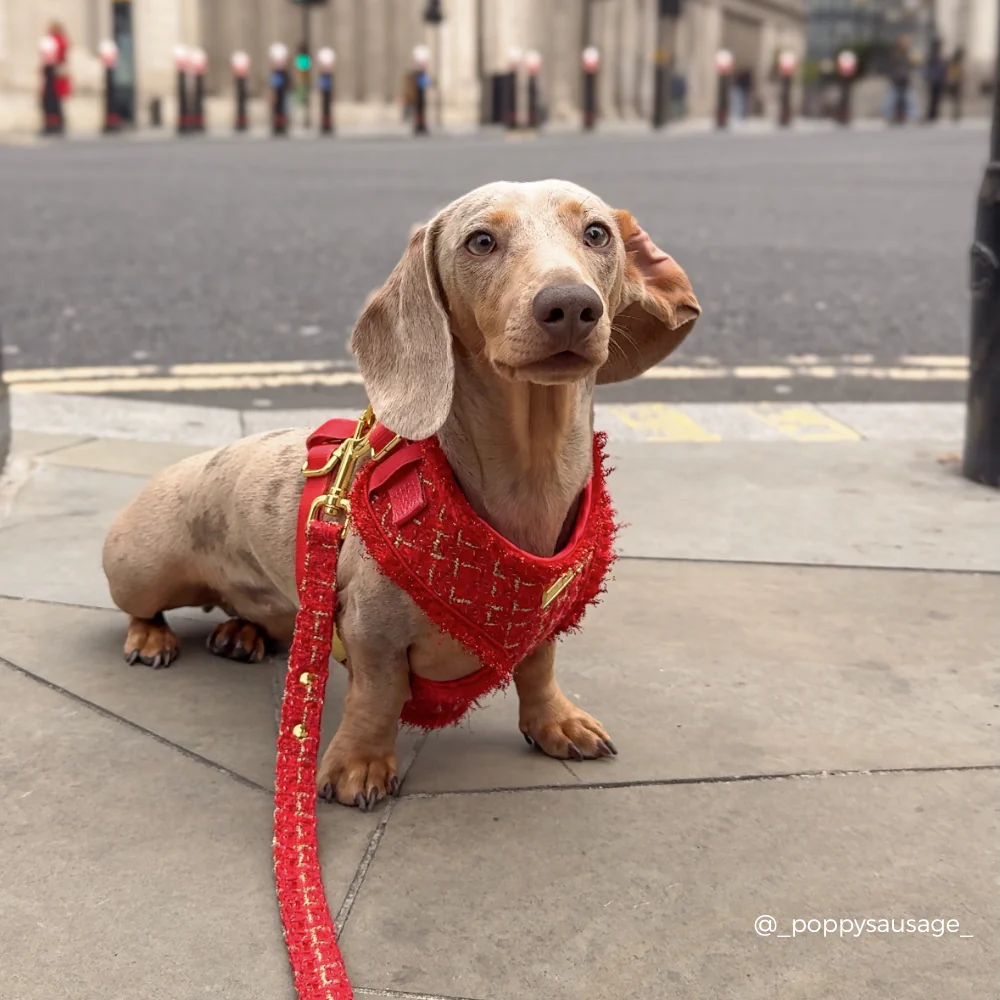 Red Textured Tweed Adjustable Neck HARNESS - Image 8