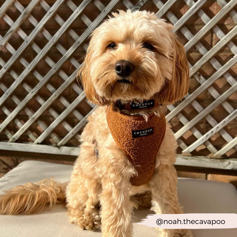 Teddy Adjustable Neck HARNESS - Paddington - Image 10