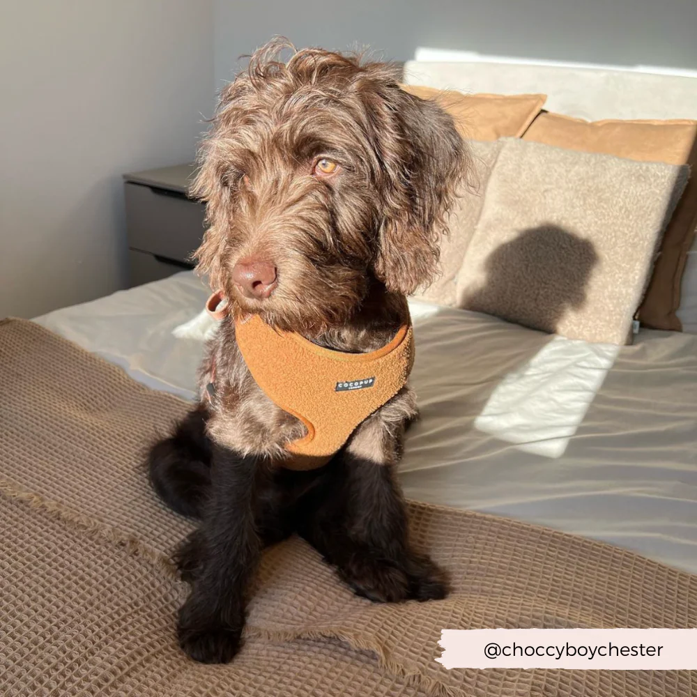 Teddy Adjustable Neck HARNESS - Paddington - Image 11