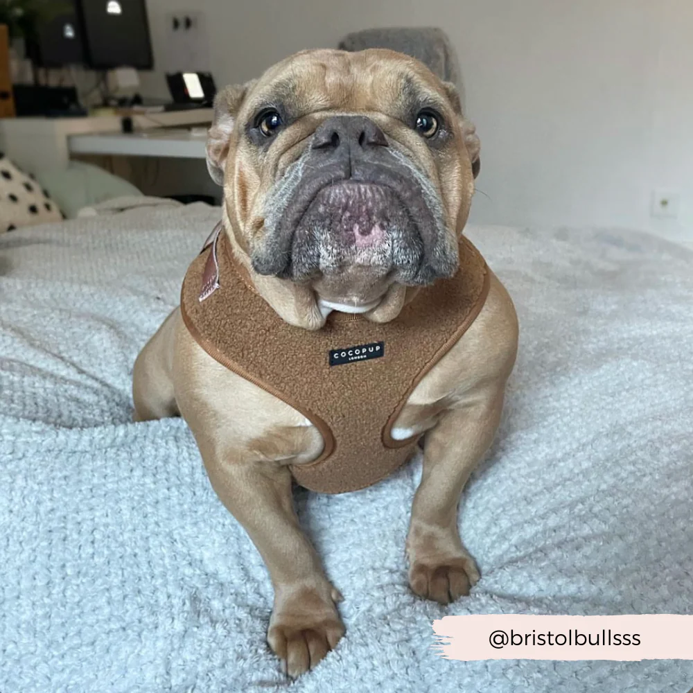 Teddy Adjustable Neck HARNESS - Paddington - Image 13