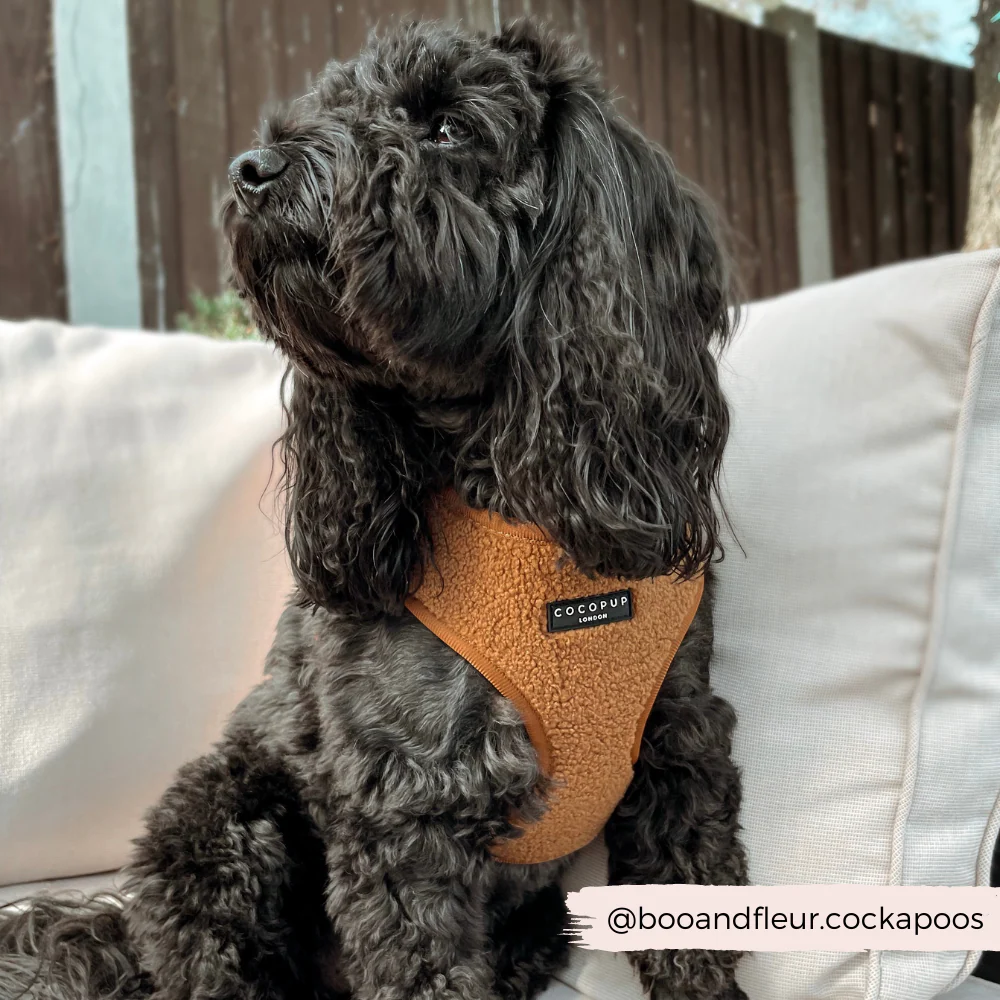 Teddy Adjustable Neck HARNESS - Paddington - Image 15