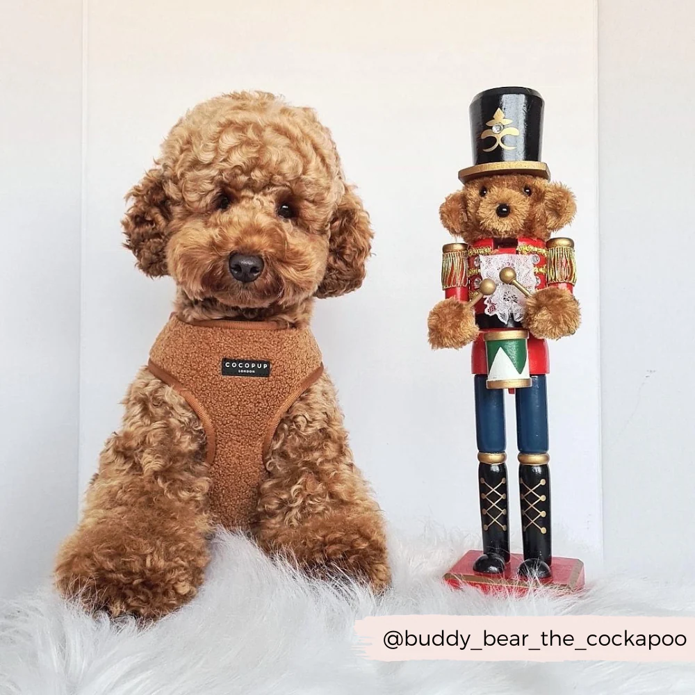 Teddy Adjustable Neck HARNESS - Paddington - Image 19