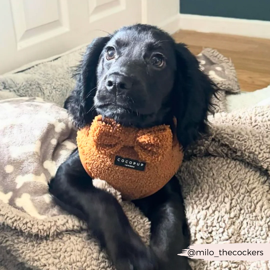 Teddy Adjustable Neck HARNESS - Paddington - Image 29