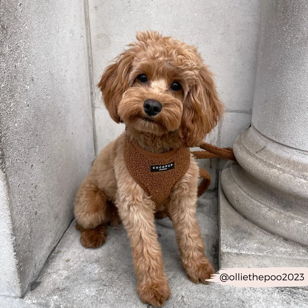 Teddy Adjustable Neck HARNESS - Paddington - Image 32