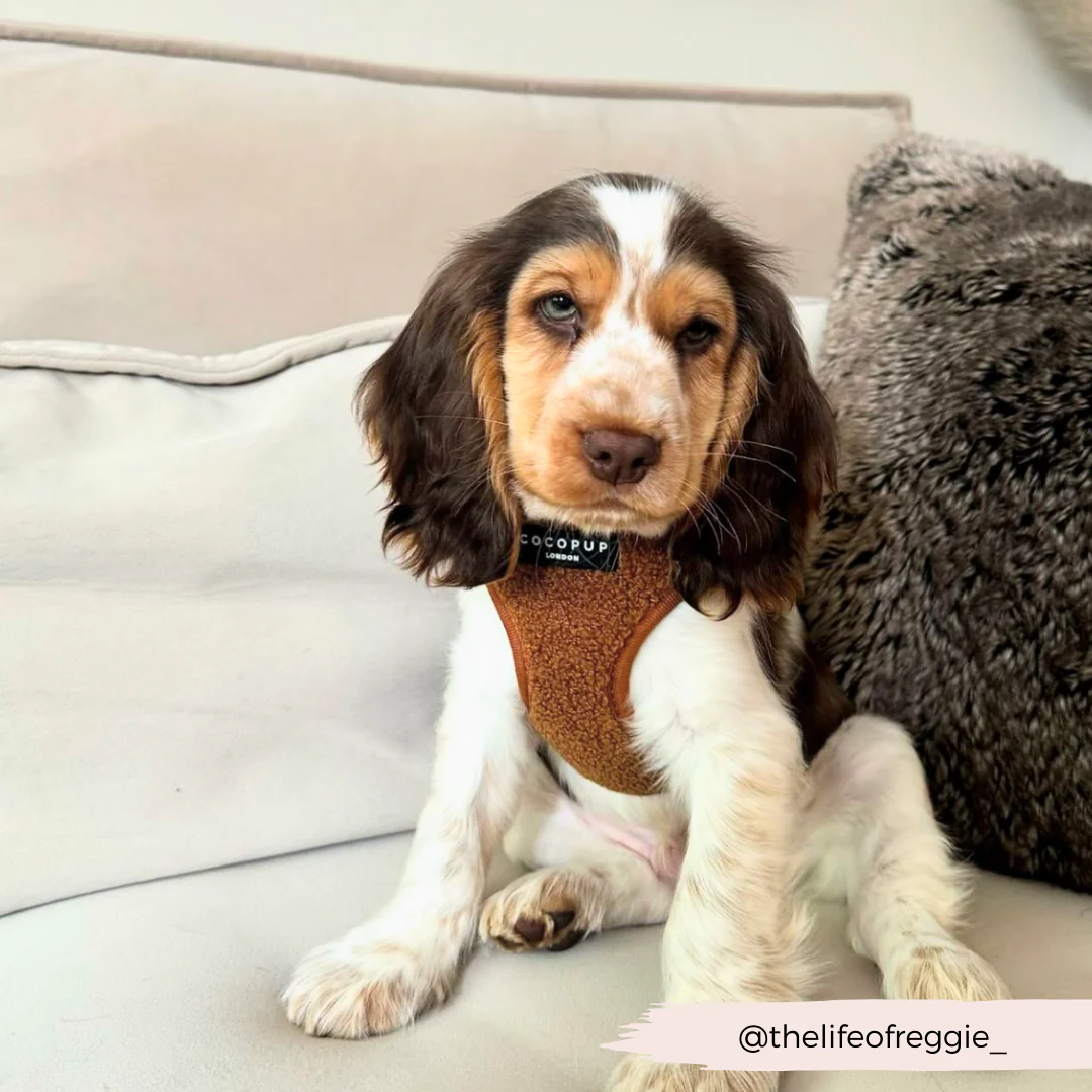 Teddy Adjustable Neck HARNESS - Paddington - Image 33