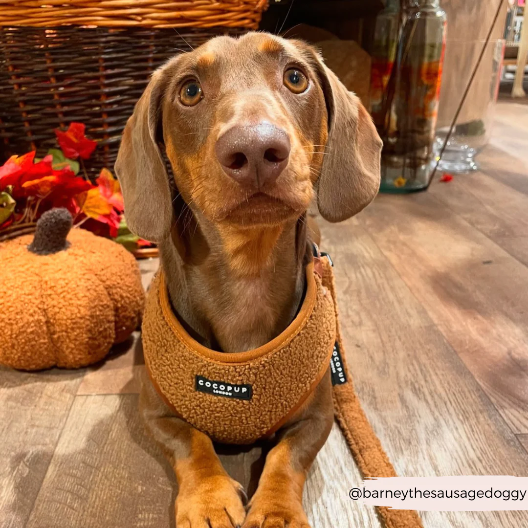 Teddy Adjustable Neck HARNESS - Paddington - Image 34